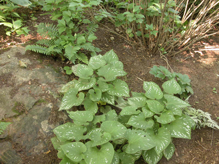 Brunnera macrophylla